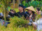 Padi-organik-di-Agro-Eduwisata-Organik-AEWO-Mulyaharja-Kecamatan-Bogor.jpg