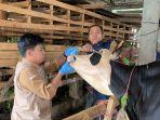 Pemkab-Bogor-bentuk-tim-pengamanan-kesehatan-hewan-qurban.jpg