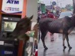 Peristiwa-sapi-lepas-dan-masuk-ke-minimarket-itu-terjadi-di-Kelapa-Dua.jpg