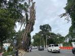 Pohon-Karet-Kebo-raksasa-di-depan-Balai-Kota-Bogor-bakal-kembali-dilakukan-pemangkasa.jpg