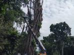Pohon-Karet-Kebo-raksasa-yang-berada-di-depan-Balai-Kota-Bogor-terus-dipangkas-dan-bakal.jpg