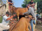 Polsek-Rumpin-ungkap-pencurian-belasan-ekor-sapi.jpg