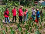 Reses-Bersama-Petani-di-Mulyaharja.jpg