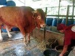 Sapi-Berbobot-950-Kilogram-di-Peternakan-Sapi-Pak-Karyanto-Desa-Cibedug.jpg