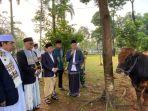 Sapi-milik-Pemkab-Bogor-yang-didistribusikan-ke-pengurus-Masjid-Agung.jpg