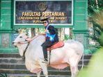 Wisudawan-UNS-Khoirul-Imam-menunggangi-sapi.jpg
