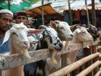 ai-kambing-kurban.jpg