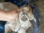 anak-kambing_20181007_194016.jpg