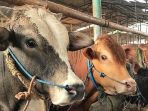 beberapa-ekor-sapi-yang-akan-dijual-untuk-perayaan-iduladha-di-kawasan-klender-jakarta-timur_20180725_155536.jpg