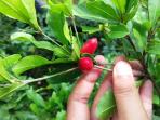 black-fruity-1_20151127_150945.jpg