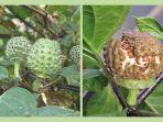 buah-kecubung.jpg