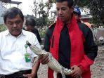 buaya-diserahkan.jpg