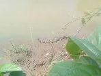 buaya-muara-sungai-cidurian.jpg