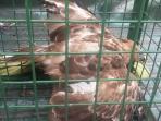 burung-elang_20160204_184027.jpg
