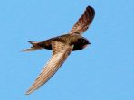 burung-kapinis_20180713_191344.jpg