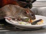 cara-usir-tikus-di-rumah.jpg