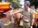 dedie-sumbang-sapi.jpg