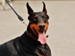 dobermen_20160718_213227.jpg