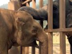 gajah_20180407_165124.jpg
