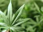 ganja_20171012_192858.jpg