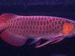 harga-ikan-arwana.jpg