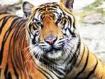 harimau_20160614_132353.jpg