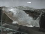 ikan-beku_20170103_144127.jpg