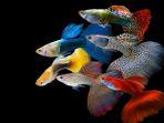 ikan-hias-air-tawar-guppy.jpg