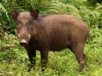 ilustrasi-babi-hutan_20160103_203954.jpg