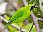 ilustrasi-burung_20160201_171948.jpg