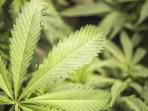 ilustrasi-ganja_20160110_184035.jpg