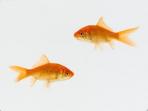 ilustrasi-ikan-emas_20160804_143957.jpg