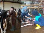 inseminasi-sapi.jpg