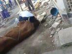 jagal-wafat-di-atas-sapi.jpg