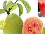 jambu-biji.jpg