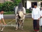 jokowi-sumbang-sapi.jpg