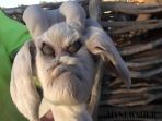 kambing-aneh_20170722_180414.jpg