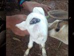 kambing-berkelopak-mata-satu-di-bogor.jpg