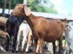 kambing-kurban-cokelat.jpg