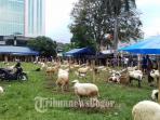 kambing-kurban_20160911_172309.jpg