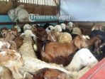 kambing_20161215_161022.jpg