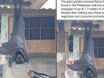 kelelawar-berukuran-setinggi-manusia-viral-di-media-sosial.jpg