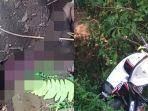 Ditantang Duel, Nasib Pemuda Berakhir Tragis di Kebun, Jasad Korban Dibuang Pelaku ke Tempat Ini