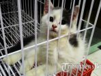 kucing_20170309_194030.jpg