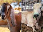kurban-kambing-atau-patungan-sapi.jpg