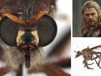 lalat-pembunuh-di-australia-bernama-thor.jpg