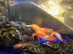 lobster_20180607_181138.jpg