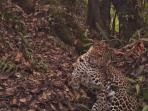 macan-tutul-jawa_20160730_225126.jpg