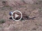 macan-tutul_20170507_200758.jpg