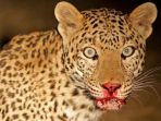 macan-tutul_20180508_160744.jpg